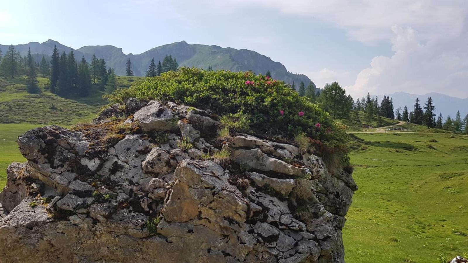Appartementhaus Goldnugget Schwarzach im Pongau Eksteriør billede